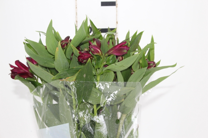 ALSTROEMERIA POMPEII 080 CM