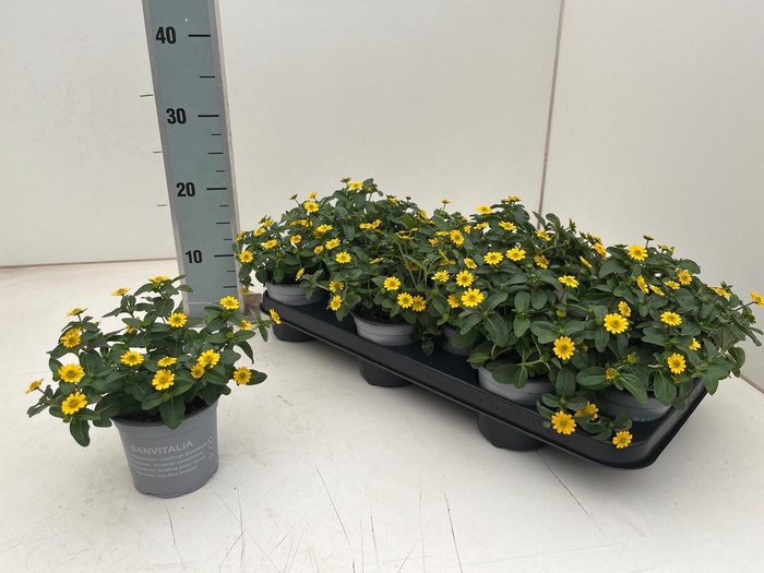 <h4>SANV YELLOW BEAUTY</h4>
