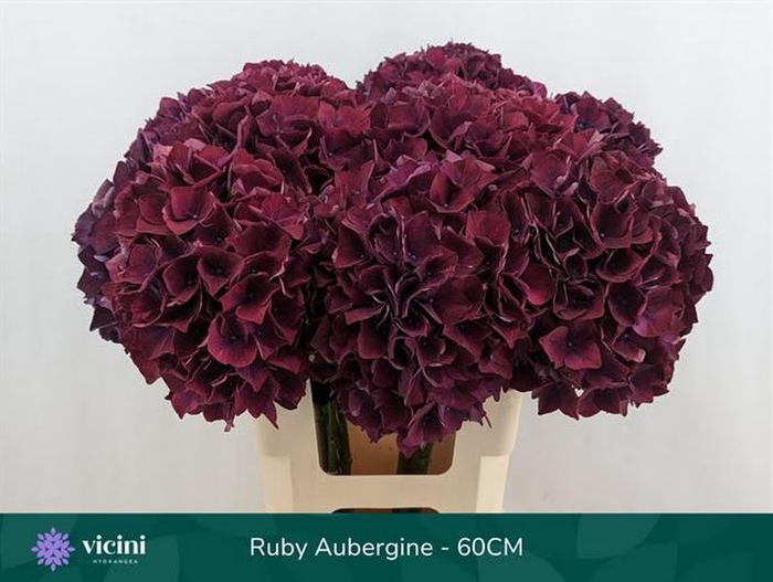 <h4>Hydr Ruby Aubergine XXL 60 cm Vicini</h4>