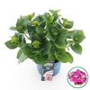 Hydrangea macrophylla overig