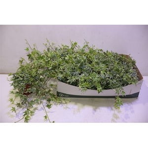 arr8 Hed He White Ripple