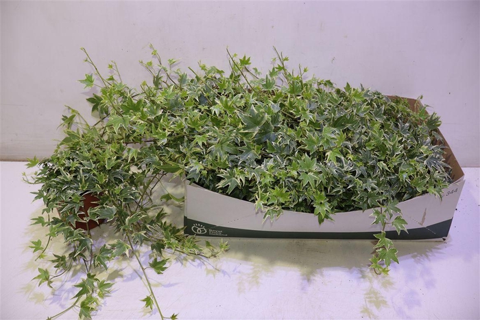 <h4>arr8 Hed He White Ripple</h4>