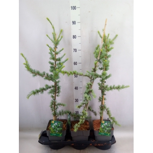 Cedrus libani 'Glauca'