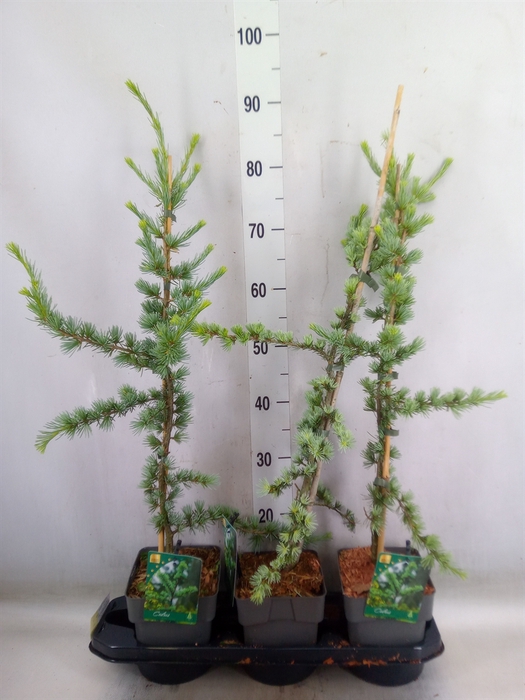 <h4>Cedrus libani 'Glauca'</h4>