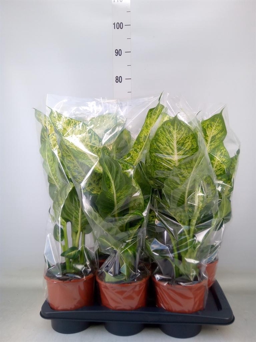 <h4>Dieffenbachia  'Mars'</h4>