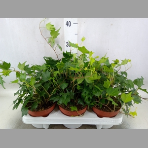 Hedera helix 'Green Ripple'