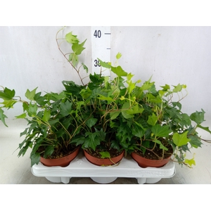 Hedera helix 'Green Ripple'