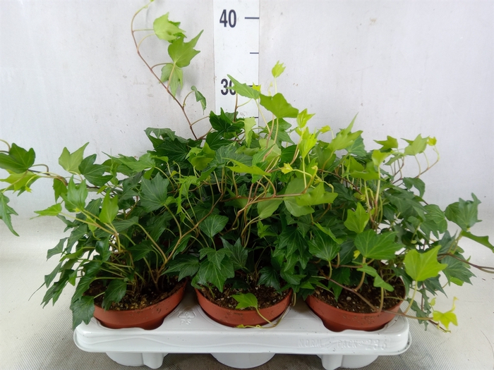 <h4>Hedera helix 'Green Ripple'</h4>