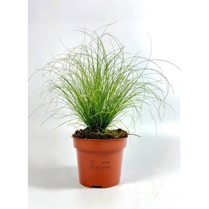 Carex 'Frosted Curls' p12