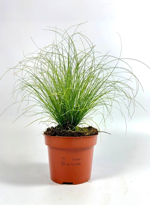 <h4>Carex 'Frosted Curls' p12</h4>