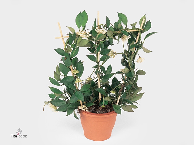 Hoya 9 cm Lacunosa mint Decorum
