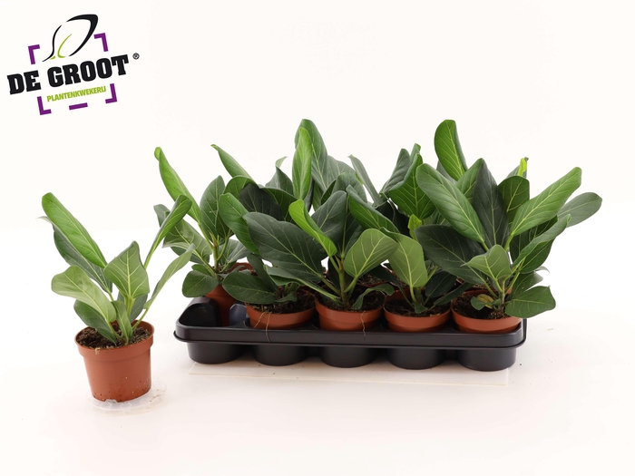 <h4>FICUS BENG AUDREY</h4>