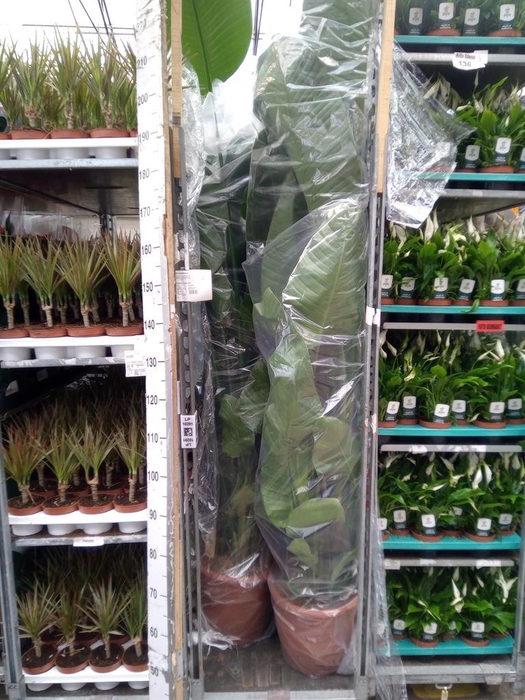 <h4>Strelitzia nicolai</h4>