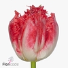 Tulipa fr neglige