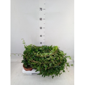 Hedera helix 'Shamrock'