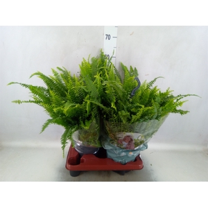 Nephrolepis exal. 'Green Lady'