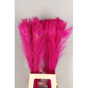 Feather Peacock Cerise 80cm