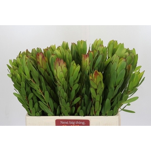 LEUCAD SAF GOLDSTRIK