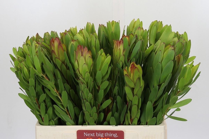 <h4>LEUCAD SAF GOLDSTRIK</h4>