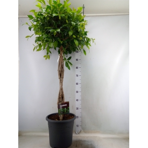 Ficus microcarpa   ...