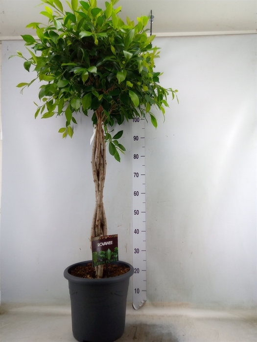 <h4>Ficus microcarpa   ...</h4>