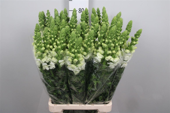 Antir Poto Earl Whit