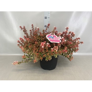 Abelia   ...