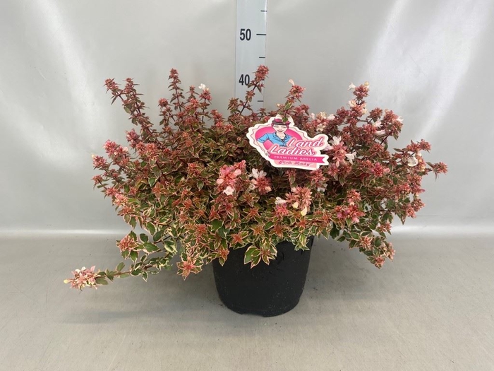 <h4>Abelia   ...</h4>