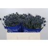 Eryngium Blue Dynamite