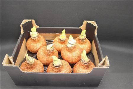 <h4>Amaryllis Topline Koper</h4>