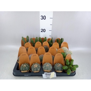Cactus   ...mini