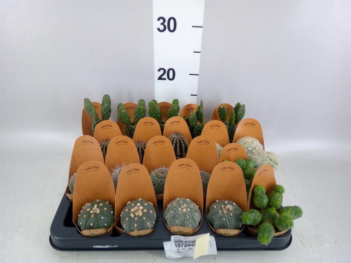 <h4>Cactus   ...mini</h4>