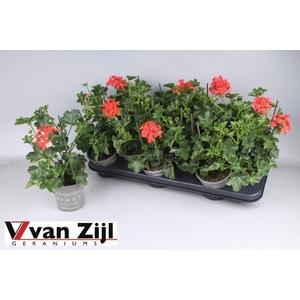 PEL PELT BALKON ROOD