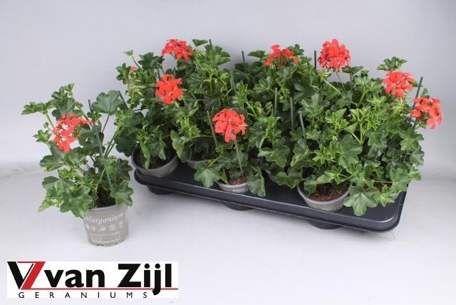 <h4>PEL PELT BALKON ROOD</h4>