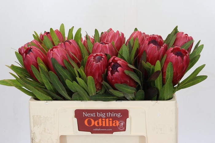 Protea Red Ice
