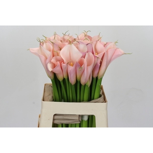 Zantedeschia Eydolls Pink