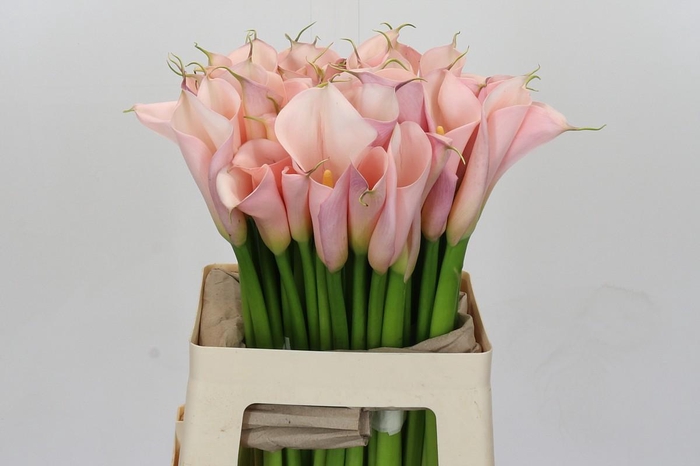 Zantedeschia Eydolls Pink