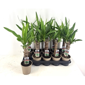 YUCCA