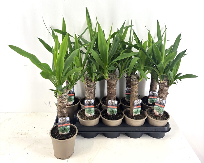 <h4>YUCCA</h4>
