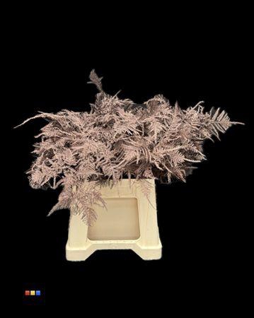 <h4>Asp 1e Choco Brown</h4>