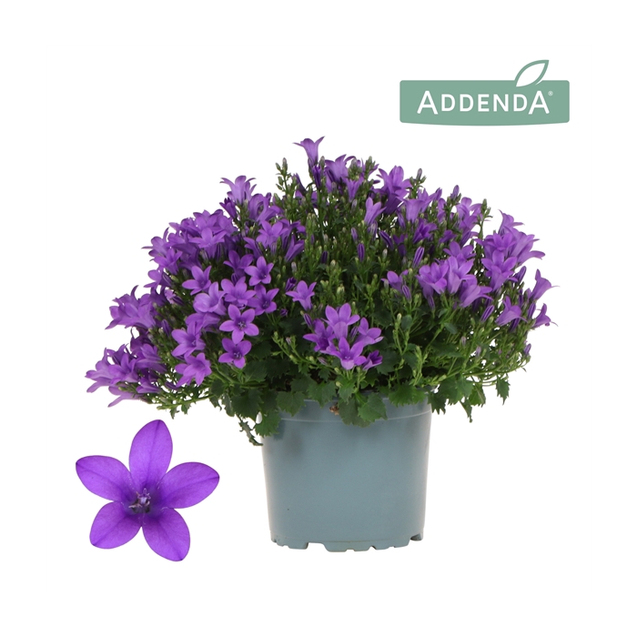 <h4>Campanula Addenda Ambella Intense purple</h4>