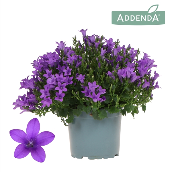 <h4>Campanula Addenda Ambella Intense purple</h4>
