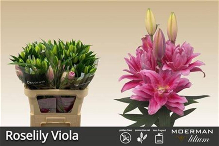 <h4>Li Or Du Rl Viola</h4>