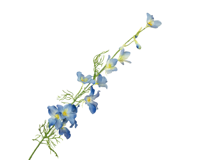 <h4>Delphinium Blue Light Extra</h4>