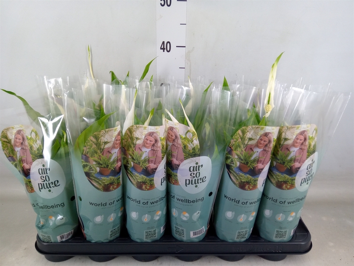 <h4>Spathiphyllum  'Pearl Cupido'</h4>