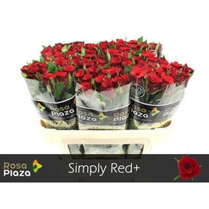 R Gr Simply Red+