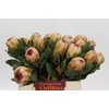 Protea Grandicolor