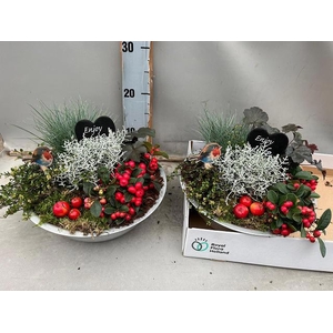 .Arr garden plants in sink dish
