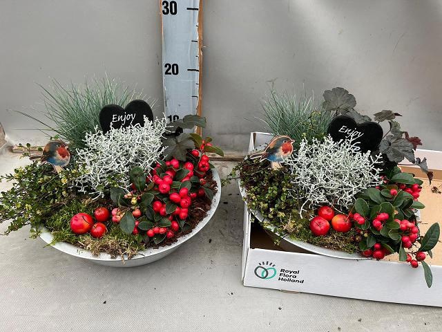 <h4>.Arr garden plants in sink dish</h4>