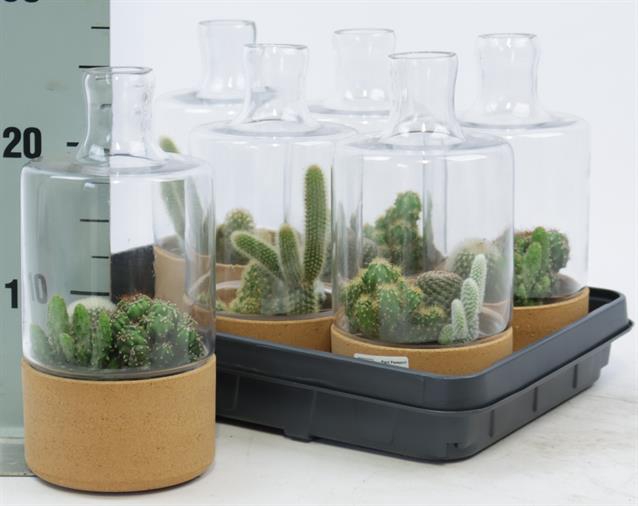 <h4>CACTUS OV</h4>